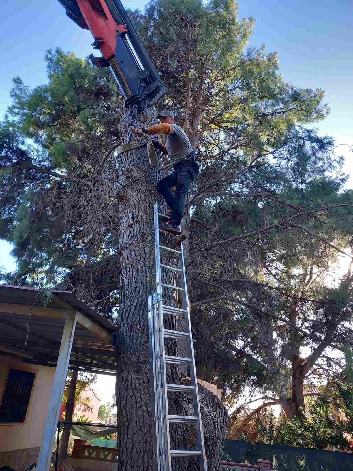 Poda de arboles y palmeras en altura en Valencia - Tito Multiservicios