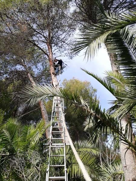 Poda de palmeras y arboles en altura - Tito Multiservicios