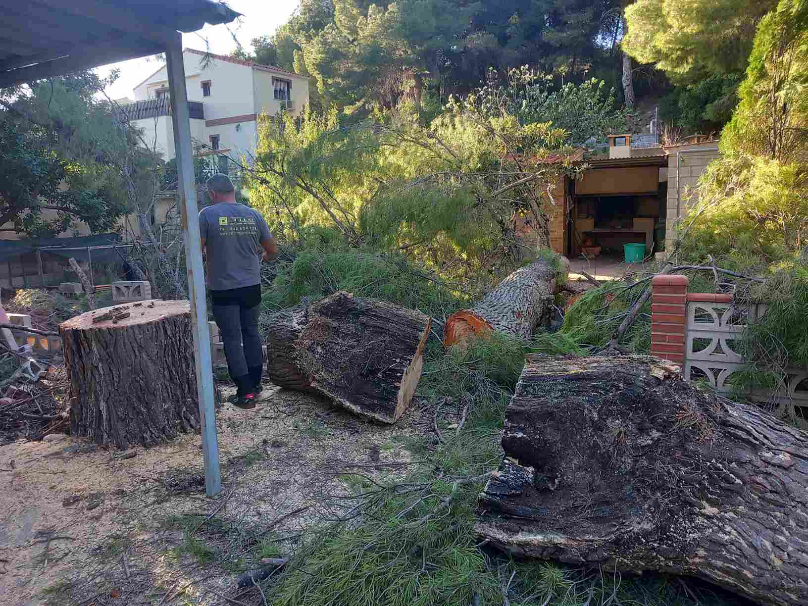 Tala de arboles en Valencia - Tito Multiservicios