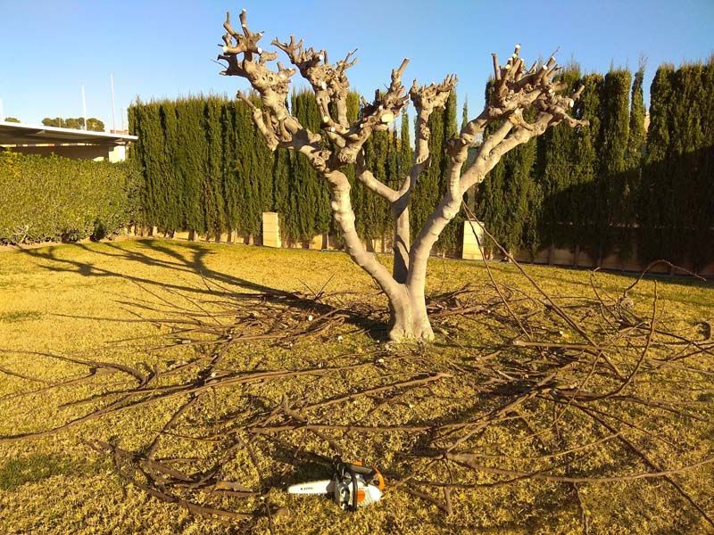 Poda y mantenimiento de arboles en Valencia - Tito Multiservicios Naquera