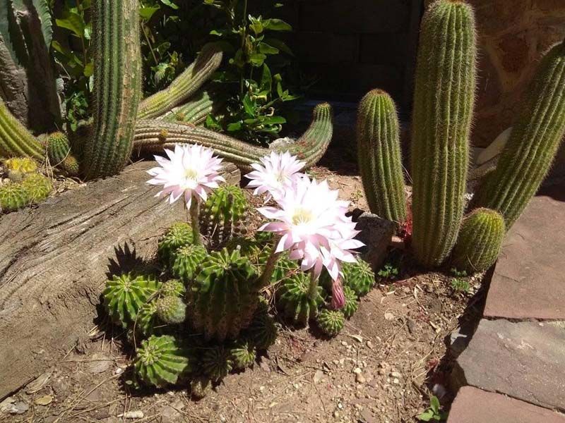 Mantenimiento de jardines en Valencia - Tito Multiservicios